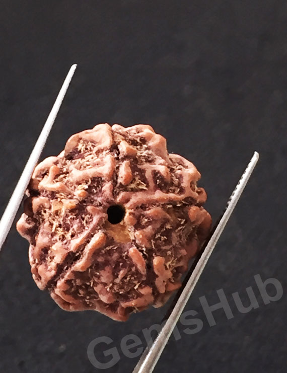 5 Mukhi Certified Nepali Rudraksha